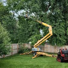 How Our Tree Care Process Works  in  Manhattan, MT