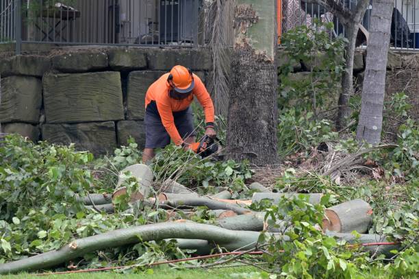 Trusted Manhattan, MT Tree Services Experts